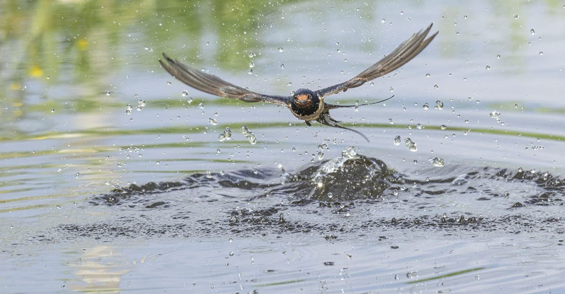 Immagine dell'esperienza La meraviglia in una goccia d'acqua