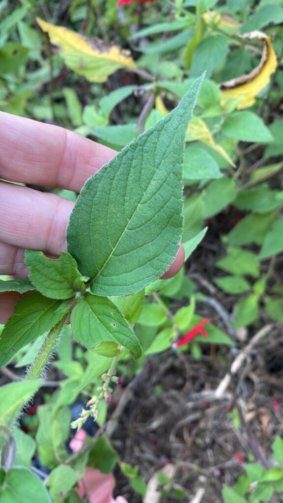 Raccolta di salvia selvatica