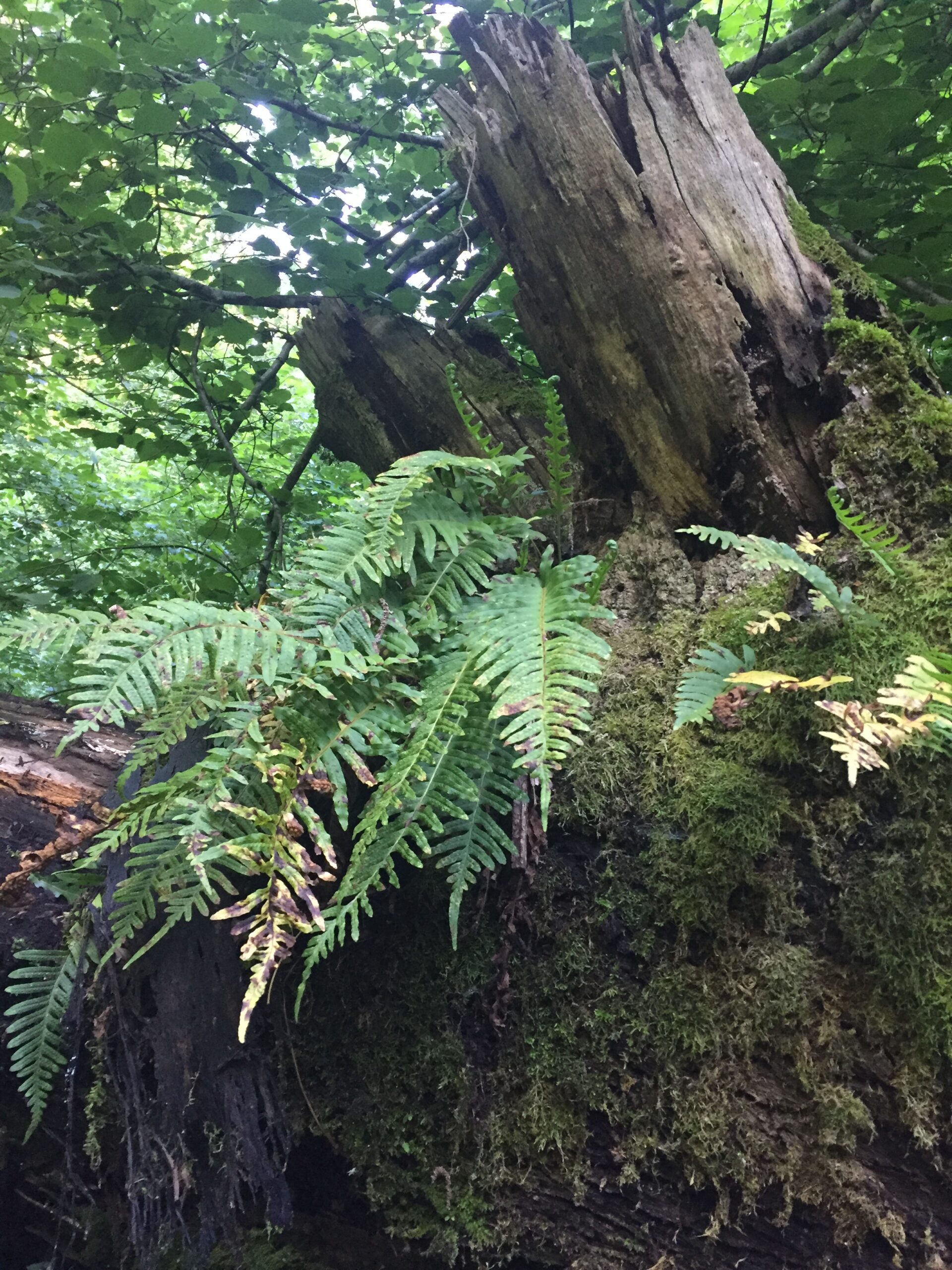 tra i rami degli alberi