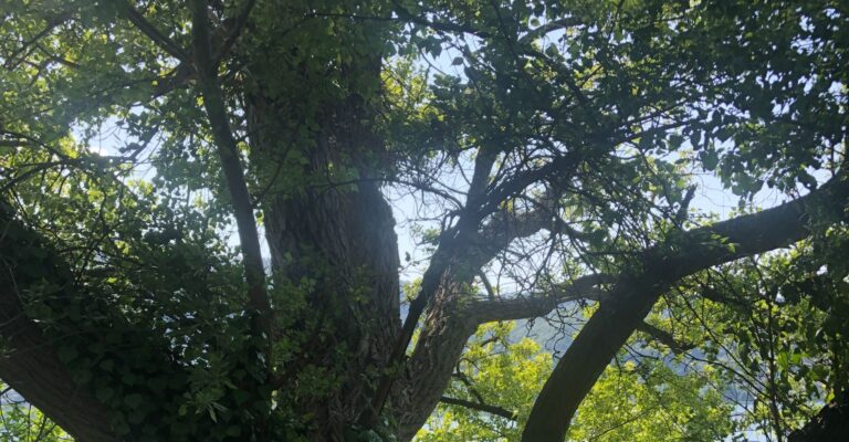 Rami di alberi