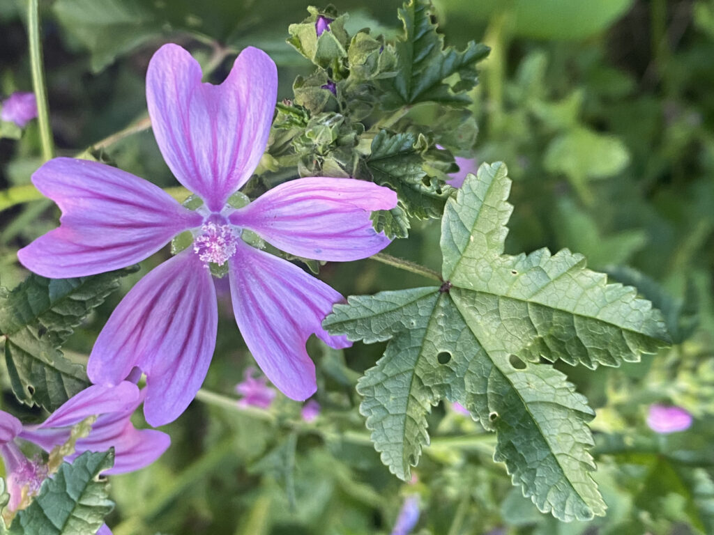 Fiori per le tisane