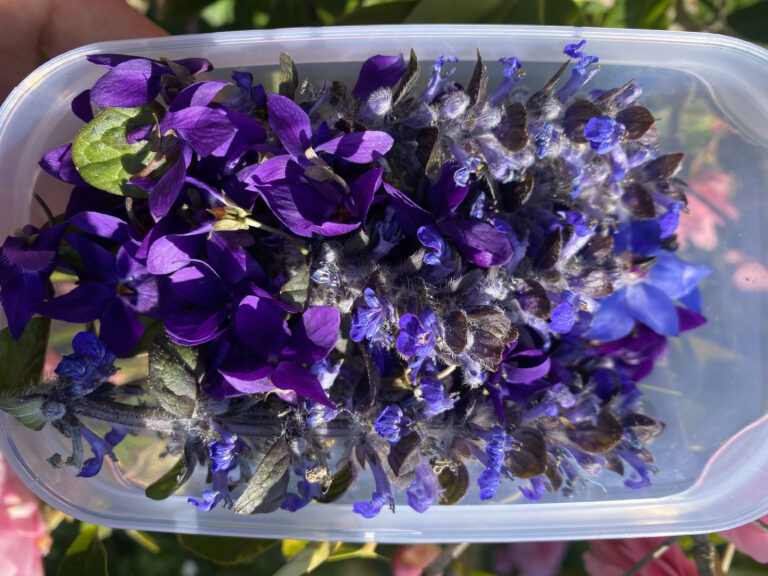 Violette nella scatola