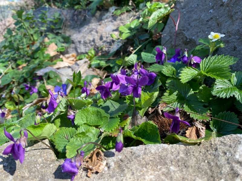 Violette del lago di Nemi