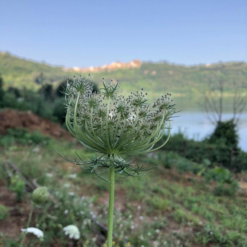 fiore carota